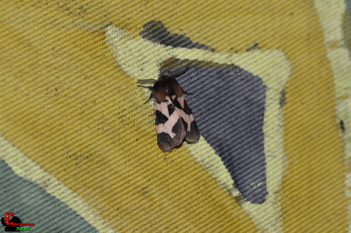 Watsonarctia deserta?